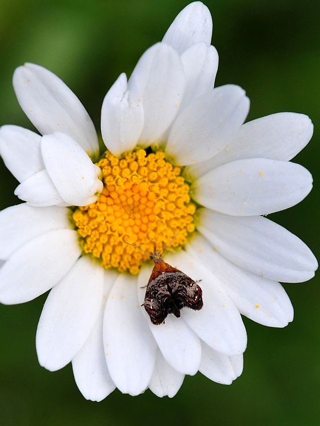 La vita in un fiore